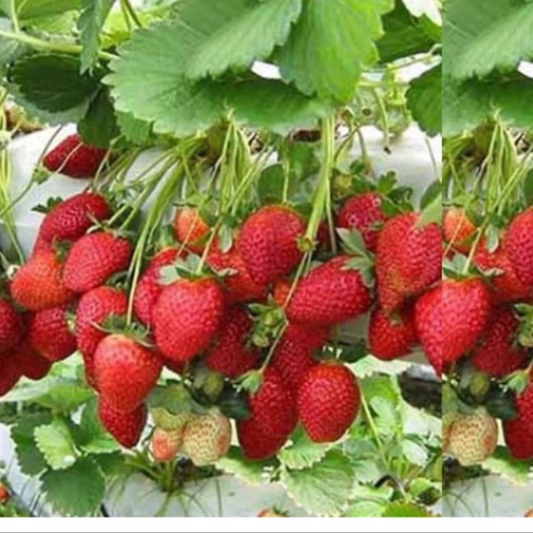 خرید نهال توت فرنگی کاماسورا درشت اب دار شیرین بسیار اقتصادی مقاوم به کم ابی و سرما