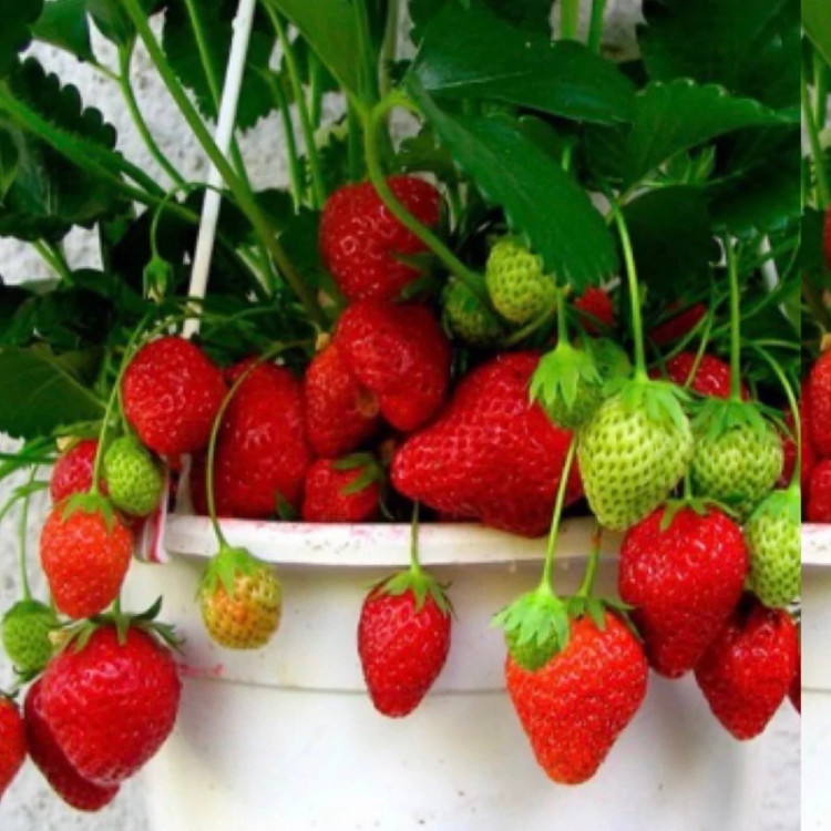 خرید نهال توت فرنگی کاماسورا درشت اب دار شیرین بسیار اقتصادی مقاوم به کم ابی و سرما