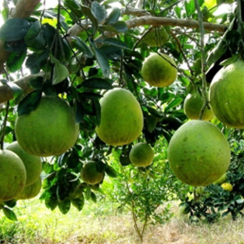 خرید نهال پوملو شیرین ویتنام درشت خوشمزه اب دار بسیار اقتصادی مقاوم به کم ابی و گرما