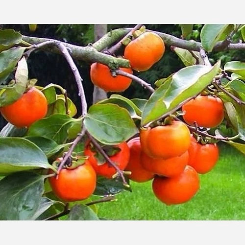 خرید نهال خرمالو سیبی درشت شیرین اب دار بسیار اقتصادی مقاوم به کم ابی و سرما