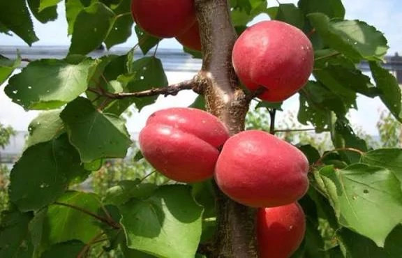 خرید نهال زرد الو قرمز تبرزه درشت اب دار شیرین بسیار اقتصادی مقاوم به کم ابی و سرما
