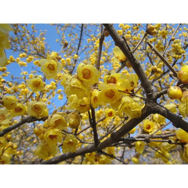 خرید نهال درخت گل یخ (Wintersweet) با گلهای بزرگ زیبا مقاوم به کم ابی و سرما
