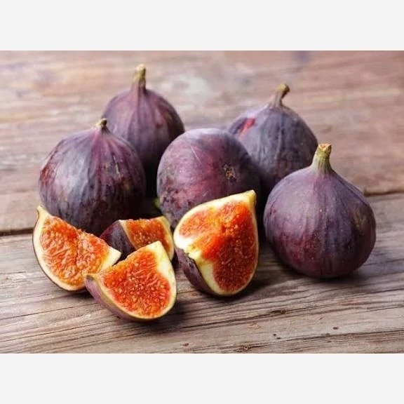 خرید نهال انجیر بنفش سه فصل درشت اب دار شیرین بسیار اقتصادی مقاوم به کم ابی و سرما