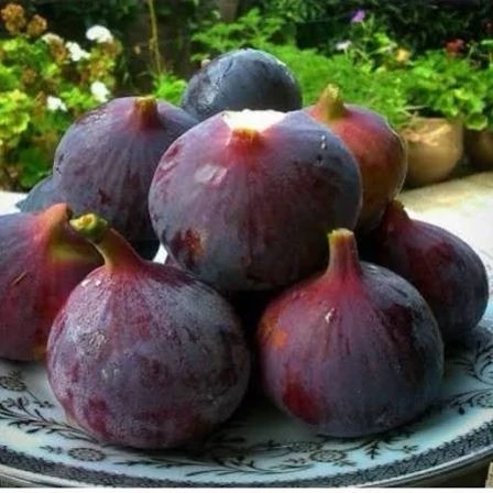 خرید نهال انجیر بنفش سه فصل درشت اب دار شیرین بسیار اقتصادی مقاوم به کم ابی و سرما