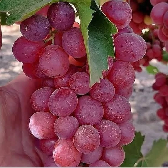 خرید نهال انگور قرمز بی دانه درشت اب دار شیرین بسیار اقتصادی مقاوم به کم ابی و سرما