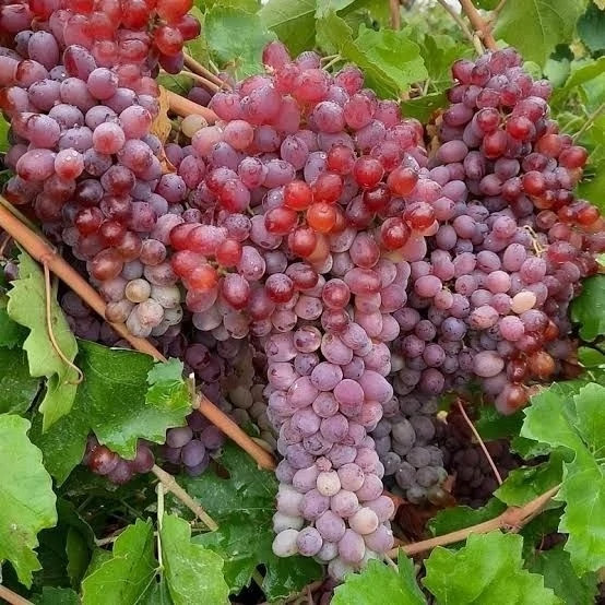 خرید نهال انگور قرمز بی دانه درشت اب دار شیرین بسیار اقتصادی مقاوم به کم ابی و سرما