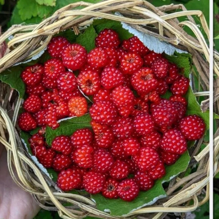 خرید نهال واین بری خوشمزه بسیار اقتصادی مقاوم به کم ابی و گرما