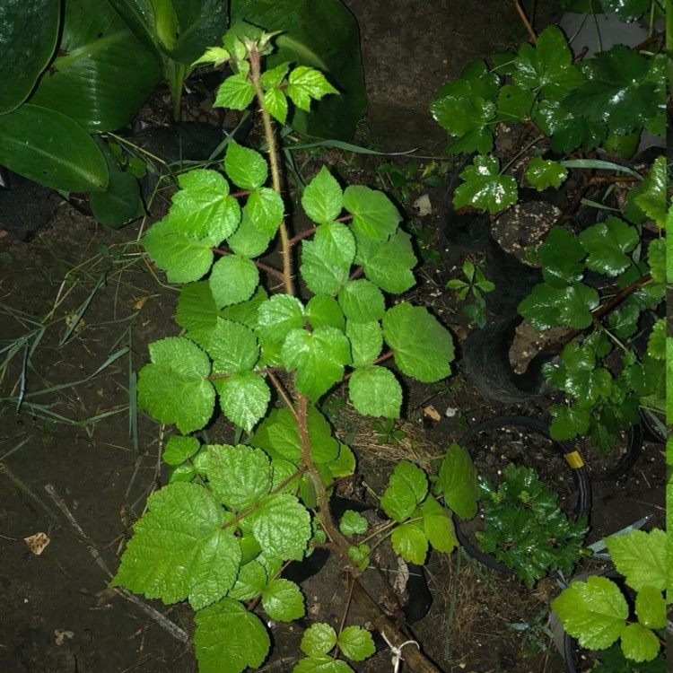 خرید نهال واین بری خوشمزه بسیار اقتصادی مقاوم به کم ابی و گرما