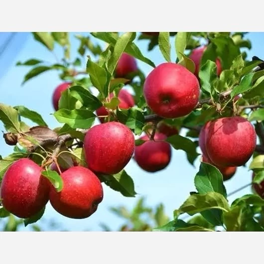 خرید نهال سیب شفیع ابادی درشت با طعمه شیرین بسیار اقتصادی مقاوم به کم ابی و سرما