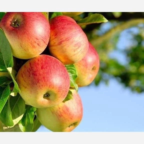 خرید نهال سیب شفیع ابادی درشت با طعمه شیرین بسیار اقتصادی مقاوم به کم ابی و سرما