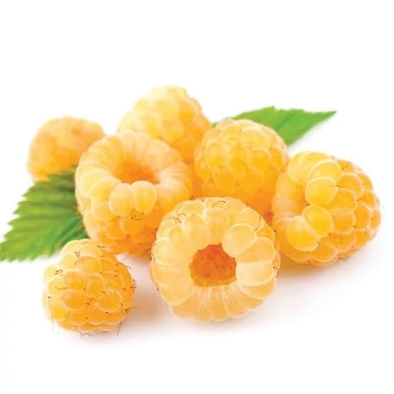 خرید نهال رازبری زرد با طعمه شیرین درشت بسیار اقتصادی مقاوم به کم ابی و سرما
