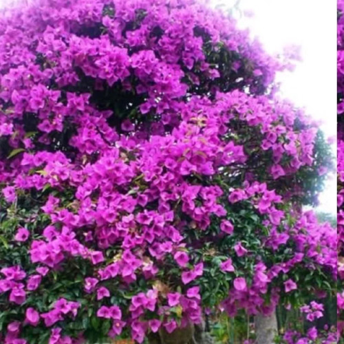 خرید نهال گل کاغذی صورتی با گلهای بزرگ زیبا مقاوم به کم ابی و گرما