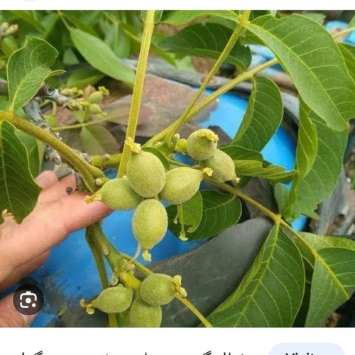 خرید نهال گردو ژنوتیپ برتر تیپ 7 درشت بسیار اقتصادی مقاوم به کم ابی و سرما