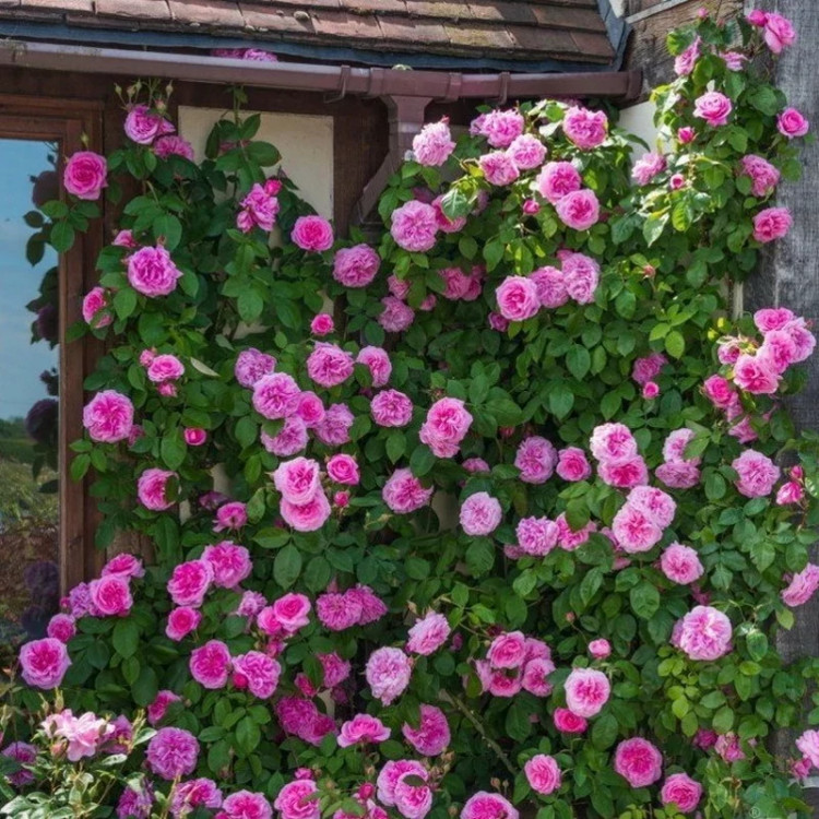 خرید نهال رز رونده صورتی با گل های درشت زیبا مقاوم به گرما وبه کم ابی