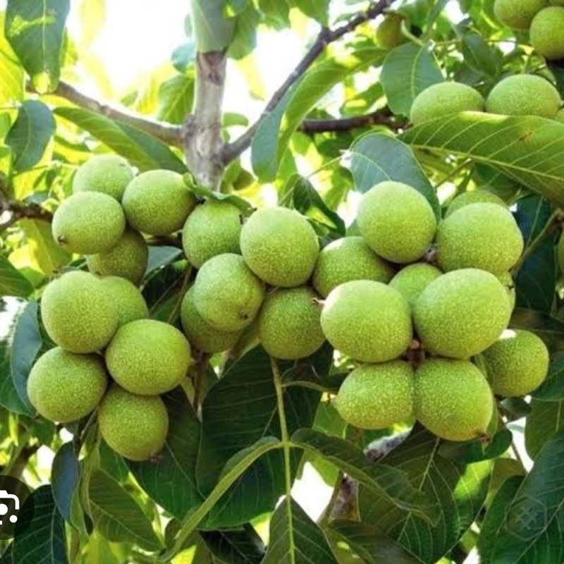 خرید نهال گردو چندلر کالیفرنیا درشت مقاوم به کم ابی و سرما