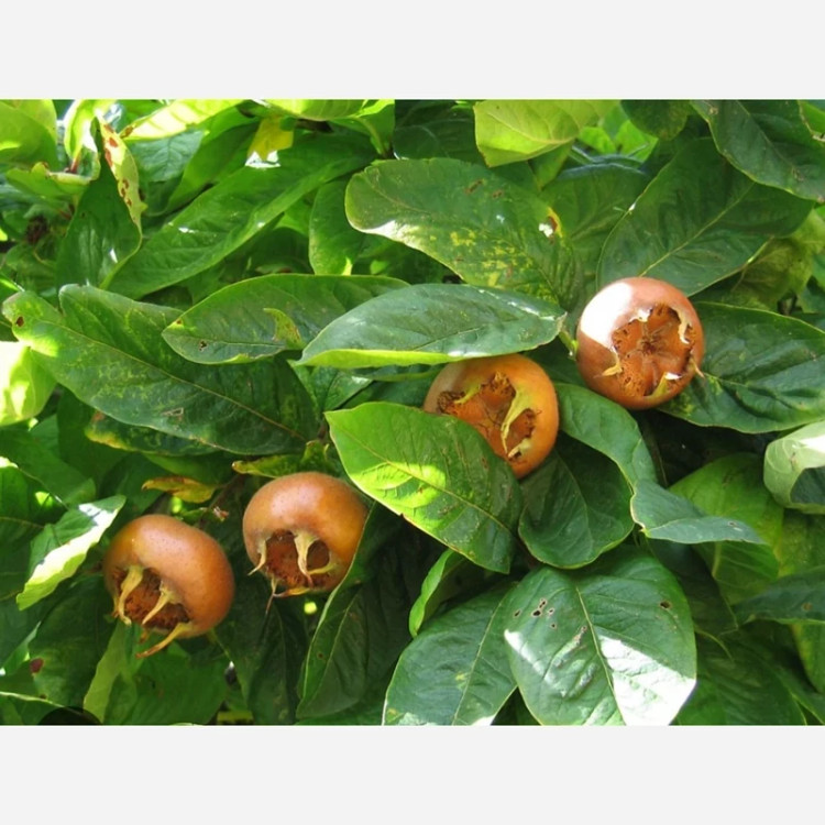 خرید نهال ازگیل پیوندی (کندوس)ازگیل محلی درشت بسیار اقتصادی مقاوم به کم ابی و سرما