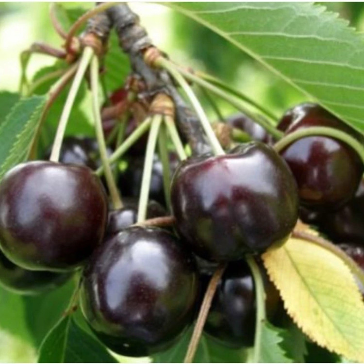 خرید نهال گیلاس تکدانه درشت شیرین اب دار بسیار اقتصادی مقاوم به کم ابی و سرما
