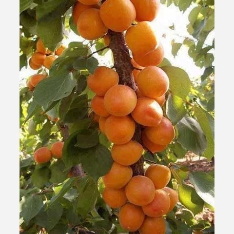 خرید نهال زردآلو شکر پاره درشت شیرین اب دار بسیار اقتصادی مقاوم به کم ابی و سرما