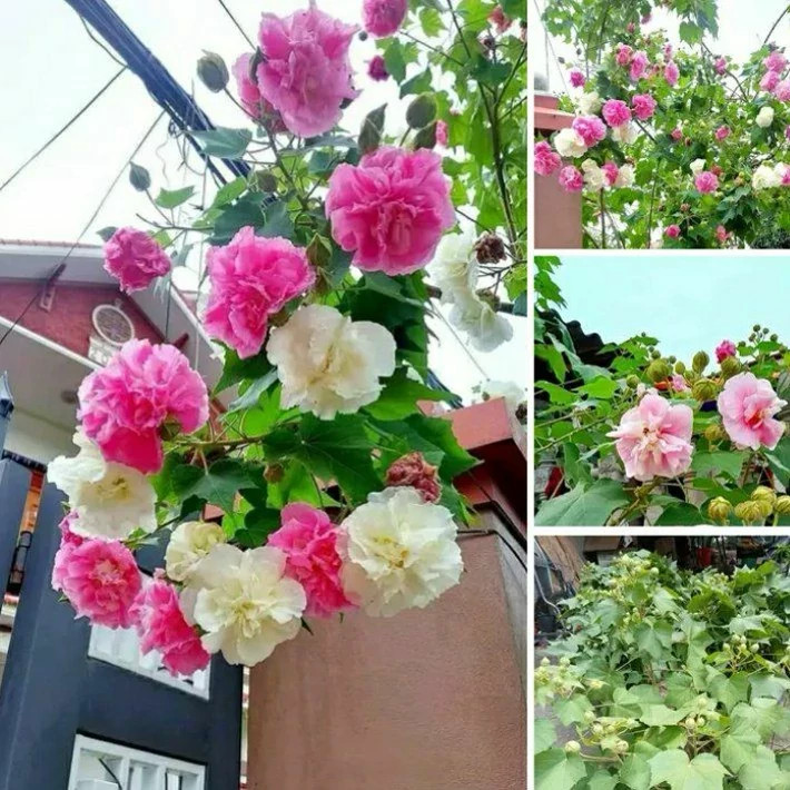 خرید نهال ختمی سه رنگ کانادایی گلهای بزرگ و زیبا مقاوم به کم ابی و گرما