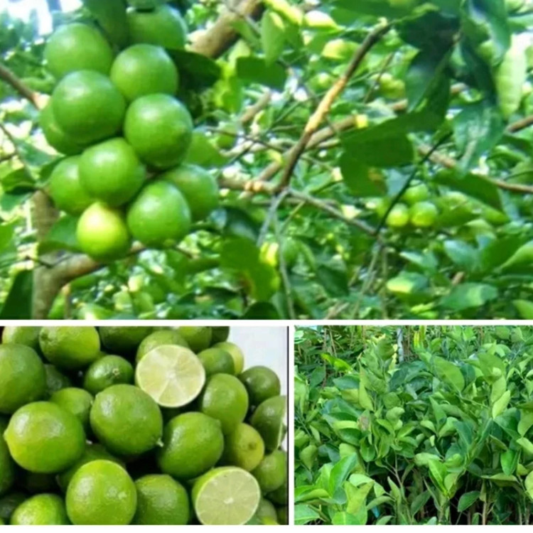 خرید نهال لیمو ترش لیسبون درشت با طعمه ترش مقاوم به کم ابی و گرما