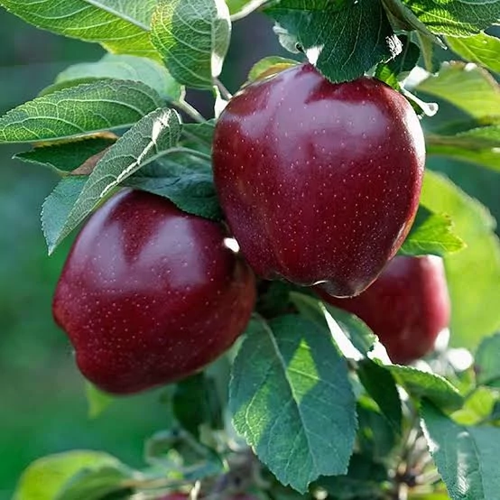 خرید نهال سیب چهار ساله بن دار قرمز درشت با طعمه شیرین مقاوم به کم ابی و گرما