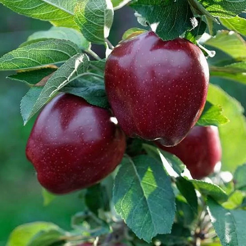 خرید نهال سیب چهار ساله بن دار قرمز درشت با طعمه شیرین مقاوم به کم ابی و گرما
