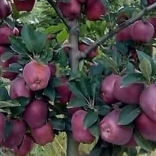 خرید نهال سیب چهار ساله بن دار قرمز درشت با طعمه شیرین مقاوم به کم ابی و گرما