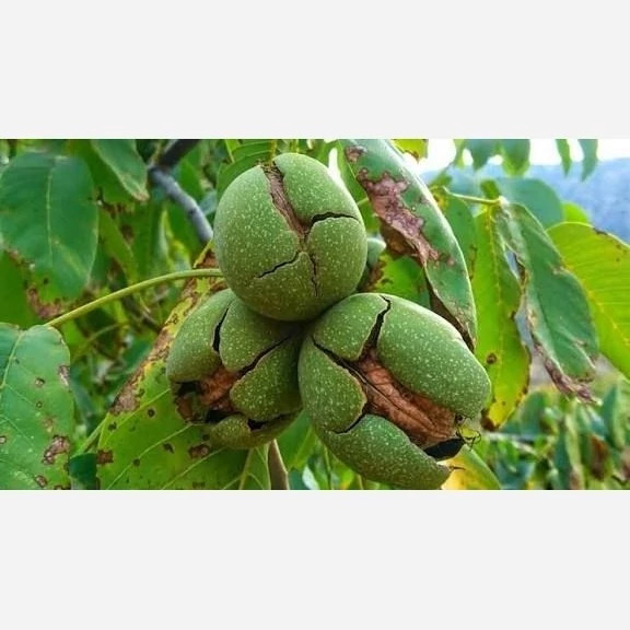 خرید نهال گردو اسرائیلی درشت مقاوم به کم ابی و گرما