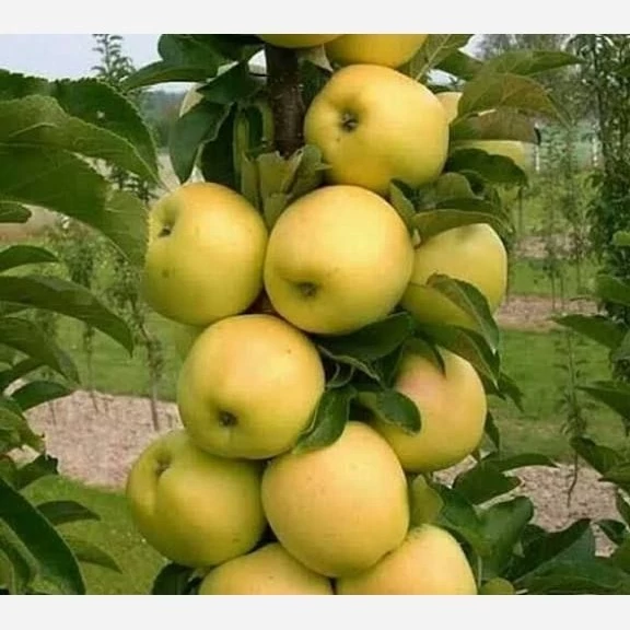 خرید نهال سیب گلدن دلیشز درشت با طعمه شیرین مقاوم به کم ابی و گرما