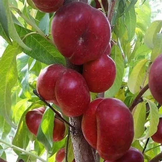 خرید نهال شلیل انجیری درشت شیرین مقاوم به کم ابی و گرما