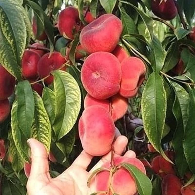 خرید نهال شلیل انجیری درشت شیرین مقاوم به کم ابی و گرما