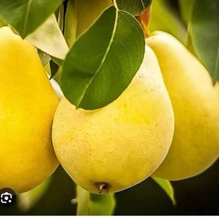 خرید نهال گلابی بیروتی درشت شیرین مقاوم به کم ابی و گرما