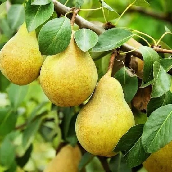 خرید نهال گلابی بیروتی درشت شیرین مقاوم به کم ابی و گرما