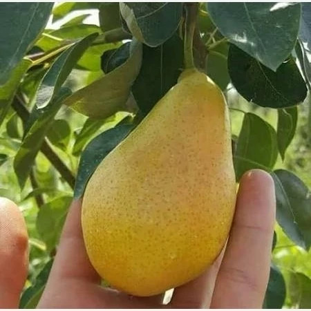 خرید نهال گلابی بیروتی درشت شیرین مقاوم به کم ابی و گرما