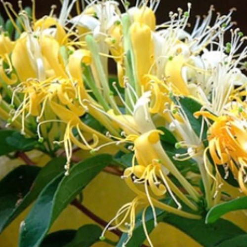 خرید نهال بوته یاس امین دوله معطر بسیار زیبا مقاوم به کم ابی و گرما