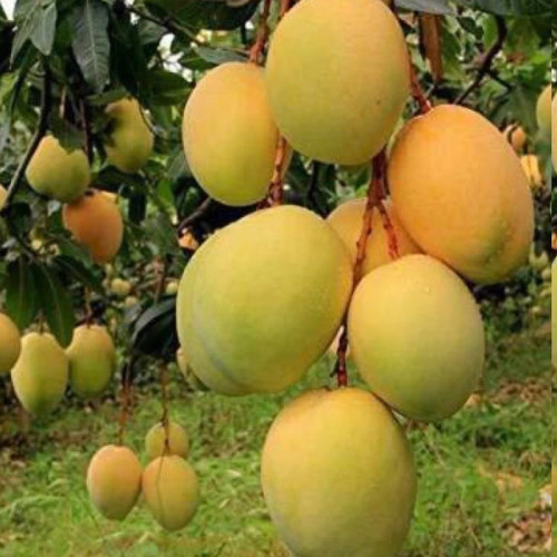 خرید نهال انبه مصری پیوندی طعمه شیرین درشت مقاوم به کم ابی و گرما