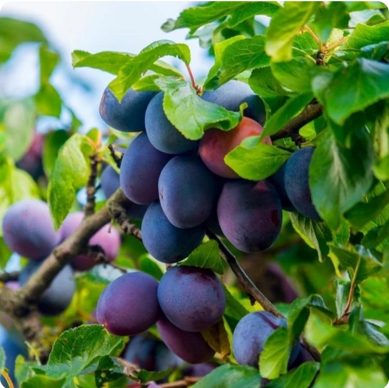 خرید نهال الو بخارا با طعمه شیرین درشت مقاوم به کم ابی و گرما