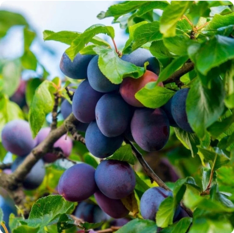خرید نهال الو بخارا با طعمه شیرین درشت مقاوم به کم ابی و گرما