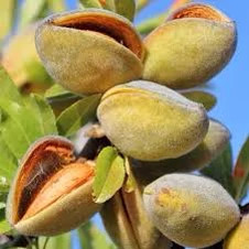 خرید نهال بادام تونو خوش مزه مقاوم به کم ابی و گرما