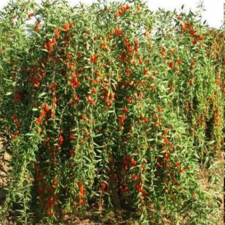 خرید نهال گوجی بری چینی خوش مزه مقاوم به کم ابی و گرما