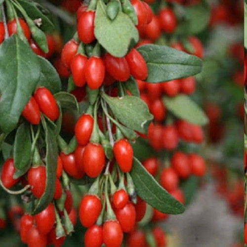خرید نهال گوجی بری چینی خوش مزه مقاوم به کم ابی و گرما