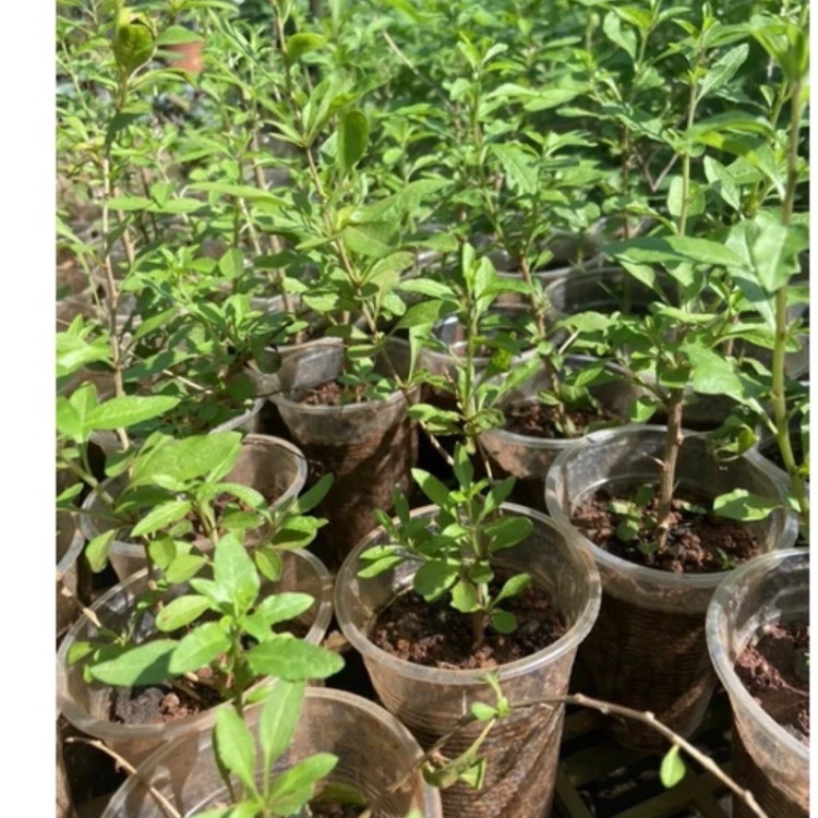 خرید نهال گوجی بری چینی خوش مزه مقاوم به کم ابی و گرما