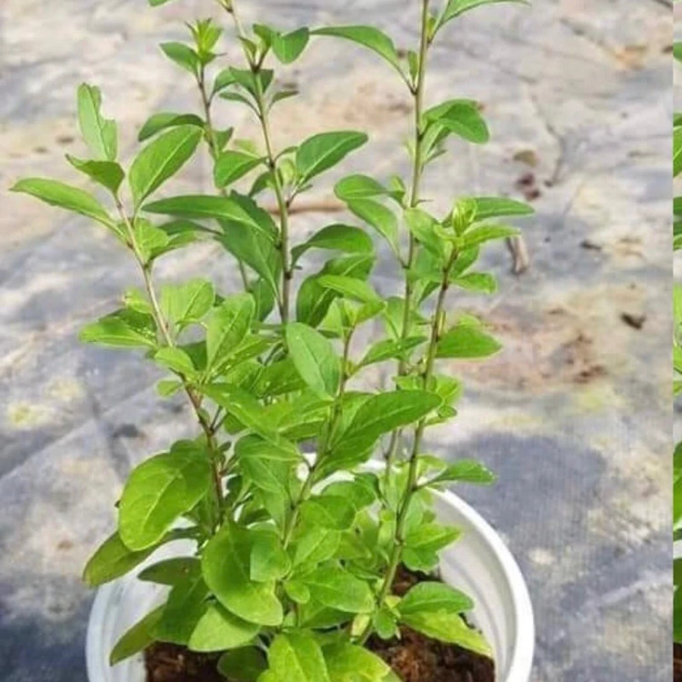 خرید نهال گوجی بری چینی خوش مزه مقاوم به کم ابی و گرما