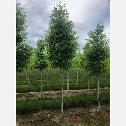 خرید نهال زبان گنجشک زیبا سازی مناطق مقاوم به کم ابی و گرما