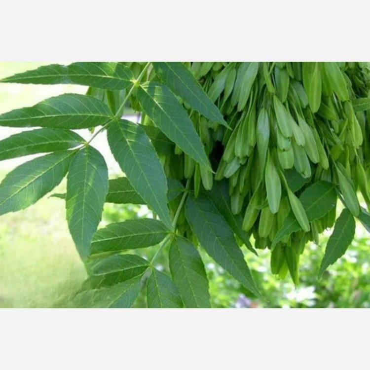 خرید نهال زبان گنجشک زیبا سازی مناطق مقاوم به کم ابی و گرما