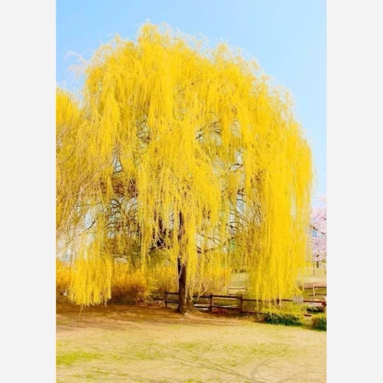 خرید نهال بید مجنون زرد بسیار زیبا مقاوم به کم ابی و گرما