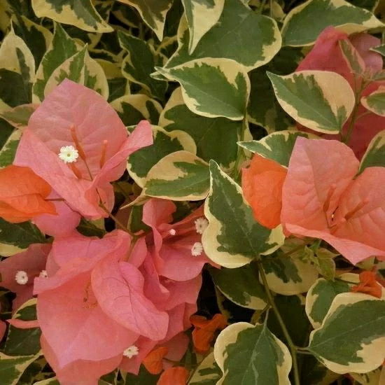 خرید نهال گل کاغذی ابلق نارنجی با گلهای بزرگ و زیبا مقاوم به کم ابی و گرما