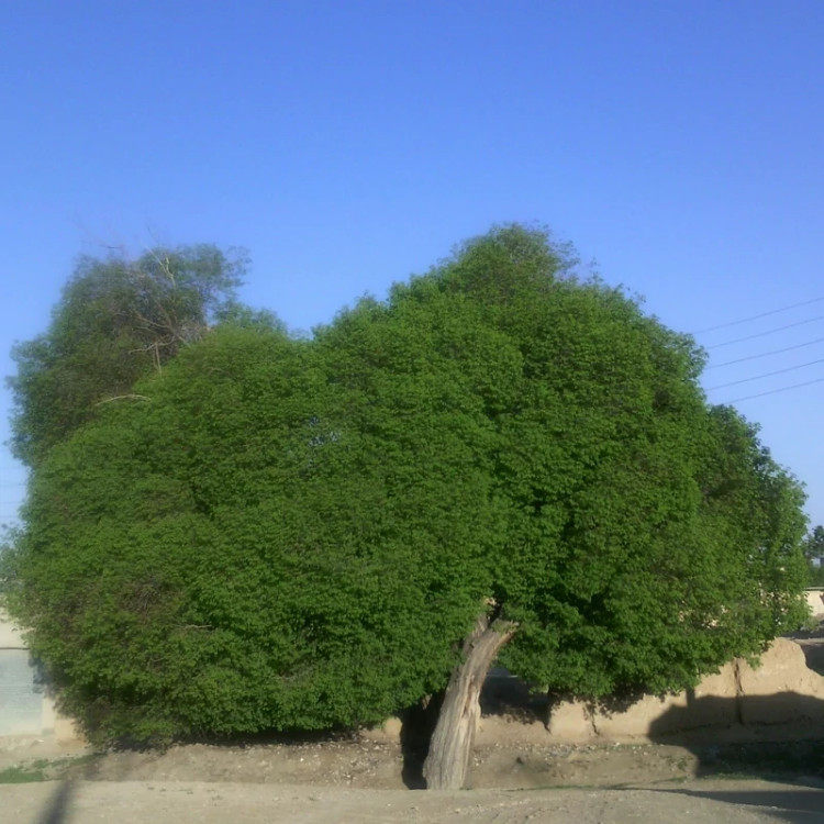 خرید نهال نارون از درختان تزیینی مقاوم به کم ابی و گرما