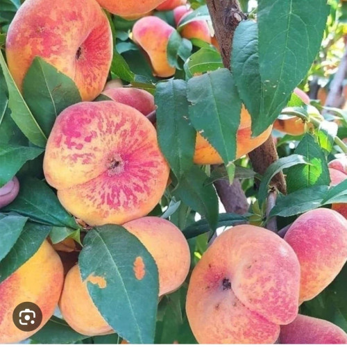 خرید نهال هلو انجیری پلنگی درشت با طعمه شیرین مقاوم به کم ابی و گرما