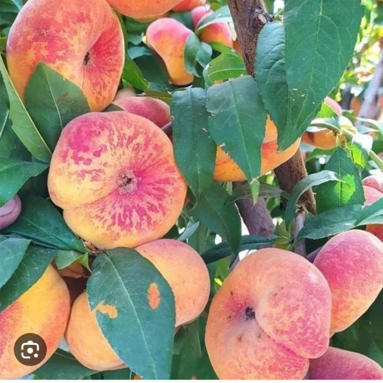 خرید نهال هلو انجیری پلنگی درشت با طعمه شیرین مقاوم به کم ابی و گرما